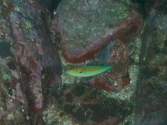 Stethojulis interrupta