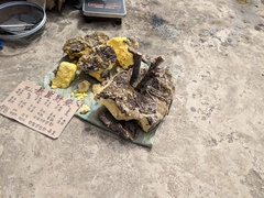 Vespa simillima simillima