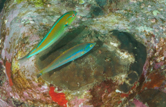 Stethojulis interrupta