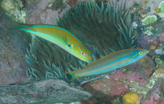 Stethojulis interrupta