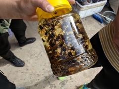 Vespa simillima simillima