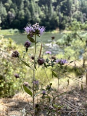 Monardella