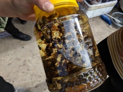 Vespa simillima simillima