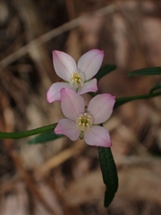 Cyanothamnus polygalifolius