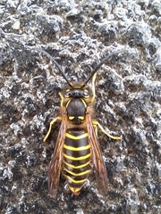 Vespula flaviceps