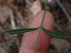 Cyanothamnus polygalifolius