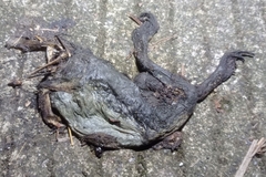 Limnonectes macrodon