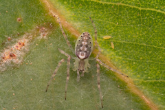 Araneus talipedatus