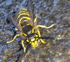 Vespula flaviceps