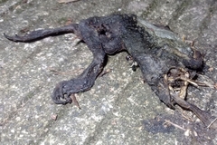 Limnonectes macrodon