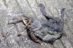 Limnonectes macrodon