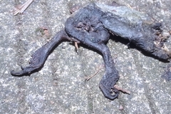 Limnonectes macrodon