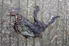 Limnonectes macrodon