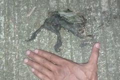 Limnonectes macrodon