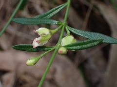 Cyanothamnus polygalifolius