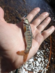 Salmo salar