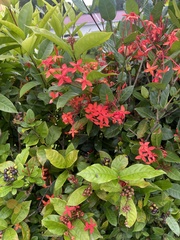 Ixora
