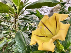 Solandra maxima