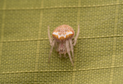 Araneus albotriangulus