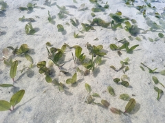 Halophila ovalis