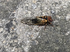 Auritibicen japonicus