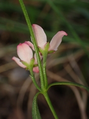 Cyanothamnus polygalifolius