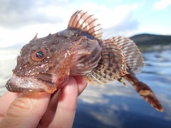 Myoxocephalus scorpius