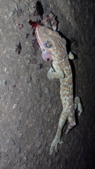 Gekko gecko