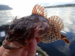 Myoxocephalus scorpius