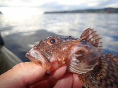 Myoxocephalus scorpius