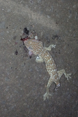 Gekko gecko