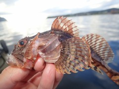 Myoxocephalus scorpius