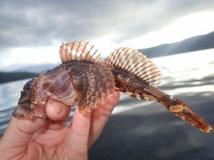 Myoxocephalus scorpius