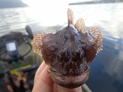 Myoxocephalus scorpius