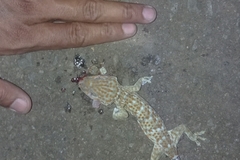 Gekko gecko