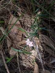 Cyanothamnus polygalifolius