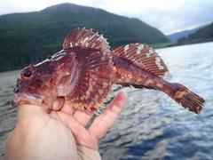 Myoxocephalus scorpius