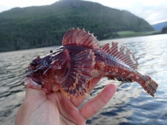 Myoxocephalus scorpius