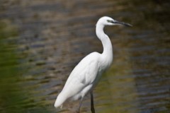 Egretta garzetta