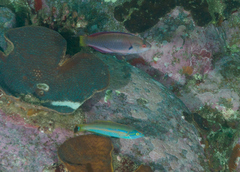 Pseudojuloides cerasinus