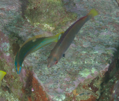 Pseudojuloides cerasinus