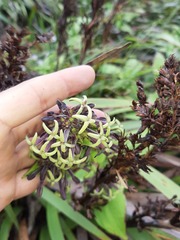 Kadua centranthoides