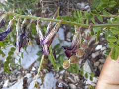 Hedysarum sangilense