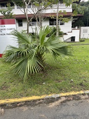 Livistona chinensis
