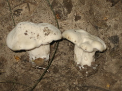 Hypomyces chrysospermus
