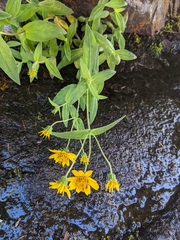 Arnica lanceolata