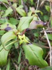 Kadua acuminata