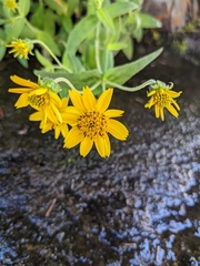 Arnica lanceolata