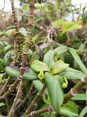 Kadua acuminata