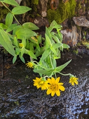 Arnica lanceolata